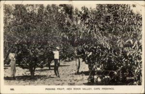 South Africa Picking Fruit Hex River Valley Cape Province Real Photo Postcard