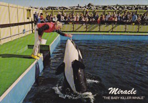 Miracle Baby Killer Whale Sealand of the Pacific Victoria British Columbia Ca...