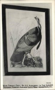 Henderson KY Wild Turkey Cock JJ Audubon Museum Cline? Real Photo Postcard