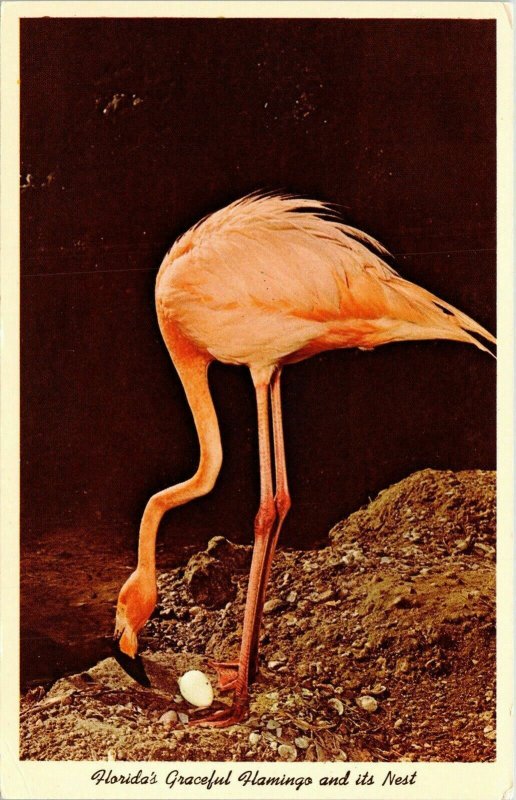 Florida Flamingo Nest Egg Nesting WB Postcard VTG UNP Unused 