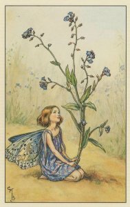 The Forget Me Not Flower Fairy Antique Book Postcard