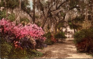 South Carolina Summerville Driveway At The Postern 1935 Handcolored Albertype