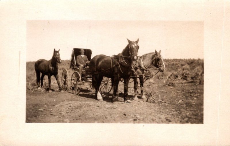 Horses Man With Horse Drawn Carriage Real Photo