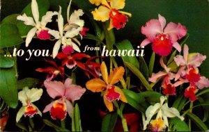 Hawaii Island Orchids To You