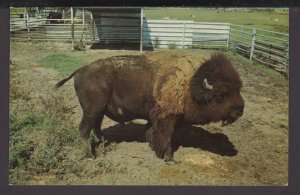 Oklahoma Buffalo Bull at Buffalo Ranch near Afton - Heart of the Indian Nation