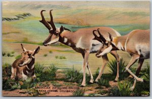 Vtg Denver CO Colorado Museum of Natural History American Antelope Postcard