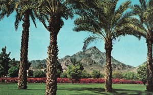 Vintage Postcard 1979 Squaw Peak Palms & Flower Gardens Hotel Phoenix Arizona