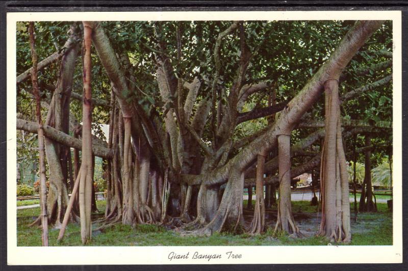 Giant Banyan Tree,FL