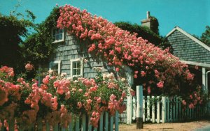Vintage Postcard New England Style Wood Shingle Home Covered in Pink Flowers