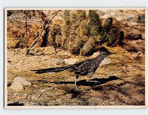 Postcard The Road Runner, Clown Of The West