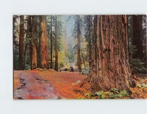 Postcard California Redwoods, California