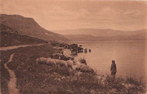 Postcard Israel Flocks by Shore Sea Galilee