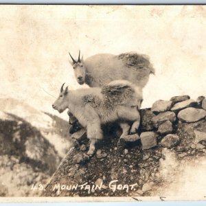 c1920s Canada Mountain Goat RPPC Canadian Pacific Railway Real Photo Harmon A173