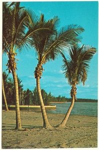 Palm Bordered Beach, Florida, Vintage Chrome Postcard