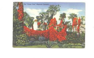 Flame Vine, Florida, Used 1943 Poem on Back