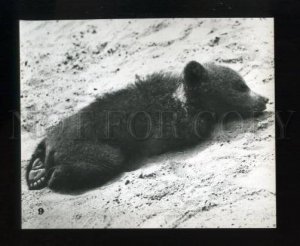 165453 ZOO Brown BEAR Old PHOTO Card