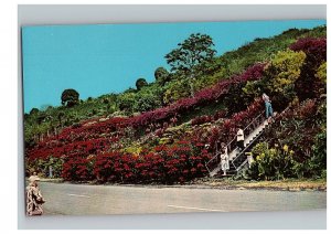 Machado Gardens Hills Covered With Blooms Kealakekua Hawaii Postcard