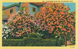 USA Oleanders In Bloom Galveston Texas Linen Postcard 08.13