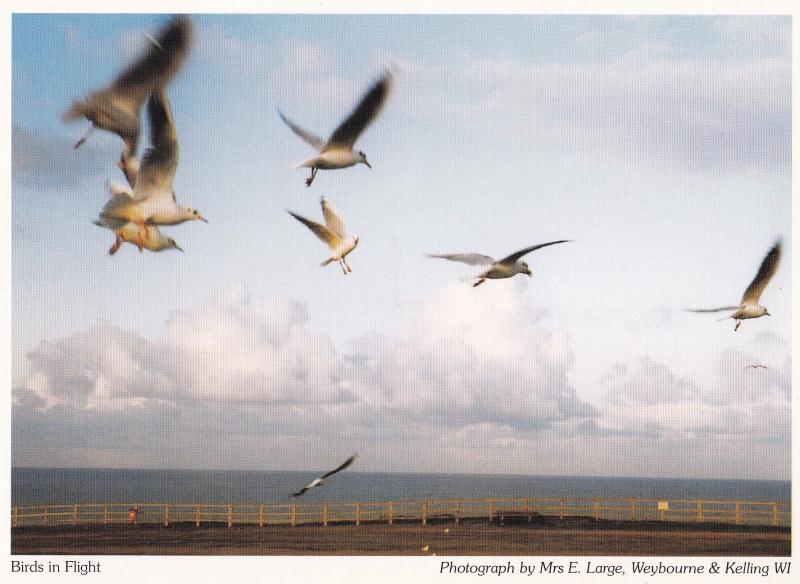 Weybourne & Kelling Birds In Flight Norfolk Postcard