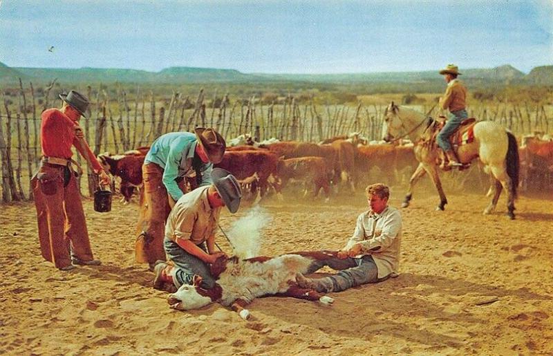 Cattle Branding in Texas Originated on Numerous Texas Cattle Ranches Postcard