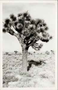 Desert Sentinel Tree Mojave Desert ?? Unused Real Photo Postcard E87