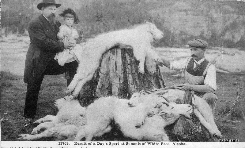 C-1910 Goat Pelts hunting Summit of White Pass Alaska postcard 8325