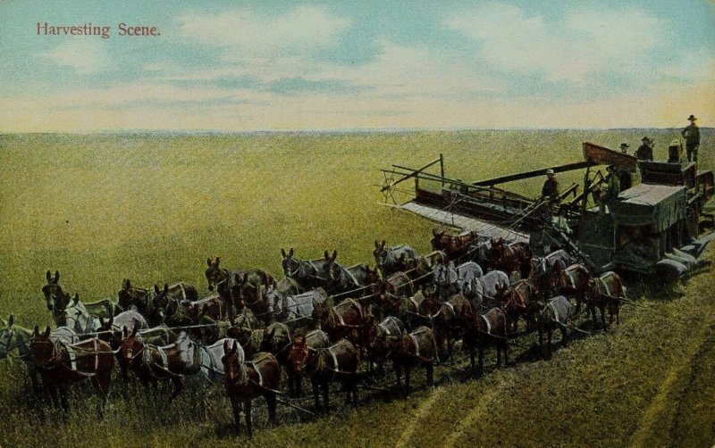 C.1910 Harvesting Scene, New York Vintage Postcard P53 