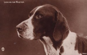 Looking For Master Dog Antique Regent Real Photo Postcard