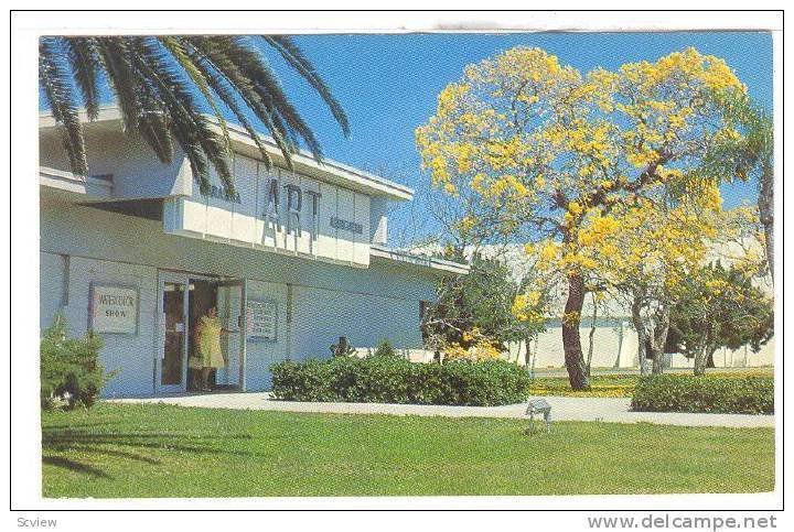 Beautiful gold blossoms at Sarasota Art Association Building, Civic Center,Sa...