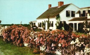 Postcard Rambler Roses Beautiful Flower Garden Landscape Cape Cod Massachusetts