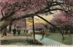 PC CPA TOKYO cherry blossoming Koganei JAPAN (a17714)