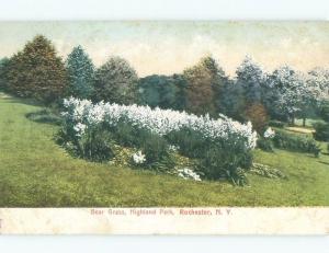 Pre-1907 BEAR GRASS AT HIGHLAND PARK Rochester New York NY c8339