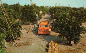 Vintage Postcard 1950's Harvesting Oranges Scene in Florida Orange Groves Fla.