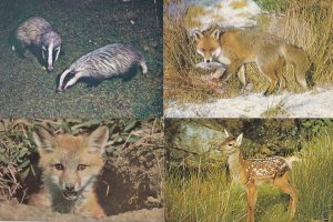 Fox Cub In New Forest Hampshire Badgers Deer 4x 1970s Postcard s