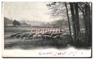 Old Postcard Shepherd and sheep