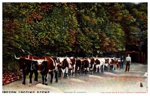 Oregon  12 Oxen Logging Team