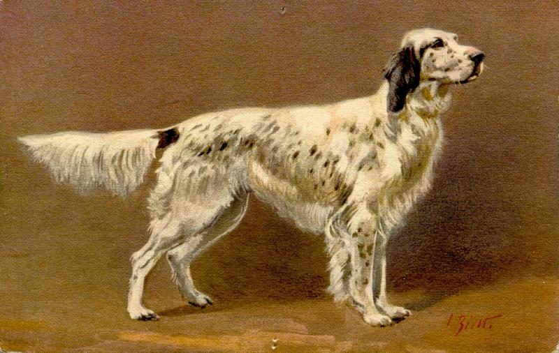 Dog - Cocker Spaniel. Artist: I. Rivst