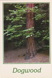 Pacific Dogwood Tree Sierra Nevada Mountains California