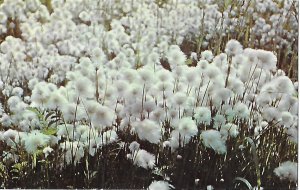 Alaska Cotton Eriophorum Grass Found in Every Part of Alaska