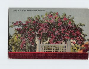 Postcard An Arbor of Purple Bougainvillea in Florida