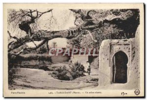 Old Postcard Taroudant A shot arabre