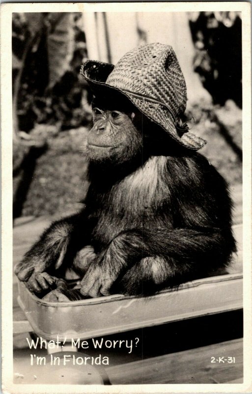 RPPC Chimpanzee Riding in Child's Wagon, What, Me Worry? Vintage Postcard K26