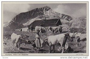 Cattle, Hochalm, 1705m Mit Alpspitze, Bavaria, Germany, 1900-1910s