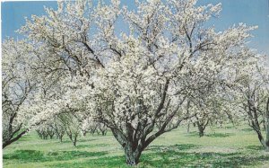 Almond Blossom Time in Paso Robles California
