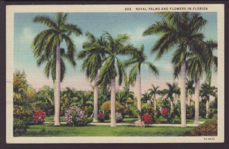 Royal Palms and Flowers,Florida Postcard