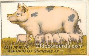 Pig, Hog 1914 