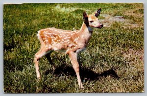 Postcard Twilight Motel Swan River Manitoba Fawn Deer