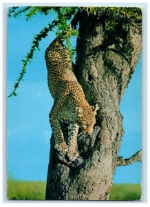 1985 African Wild Life Leopard In The Tree Kenya Sapra Studio Postcard 