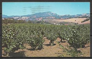 California, Sonoma - Vineyard Scene - [CA-096]