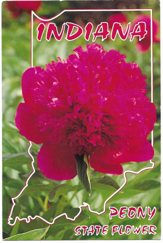 US Indiana Peony State Flower. unused